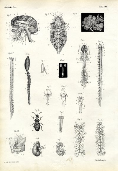 Spine dorsali, 1863-79 da Raimundo Petraroja